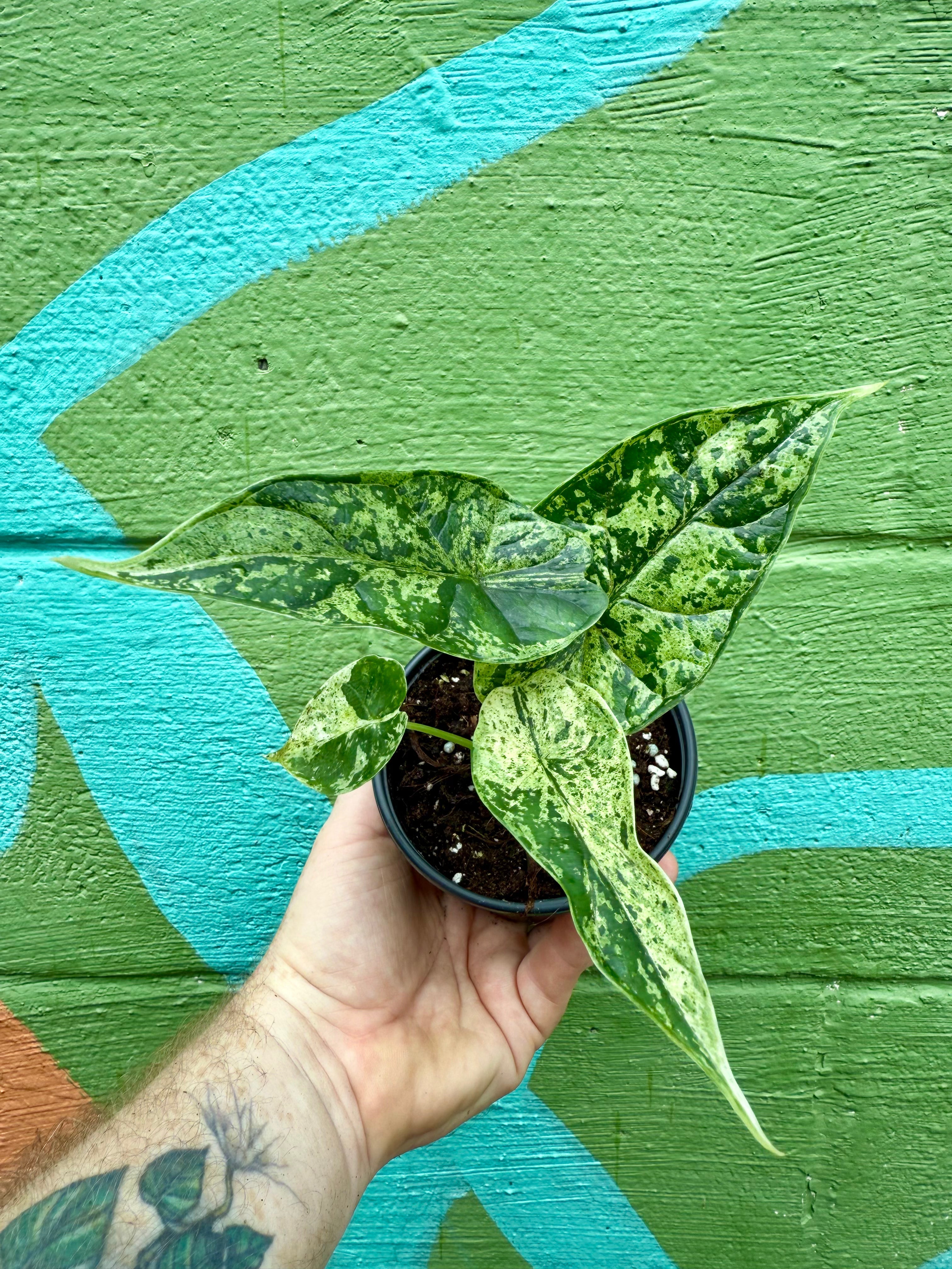 4? Alocasia 'Dragon Scale' variegated (Mint)